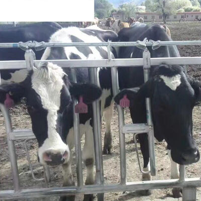 Équipement d'élevage personnalisé pour l'élevage de bovins laitiers, de moutons, de chevaux, de volailles et de volailles