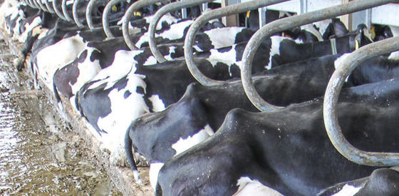 Bioresonance à chaud galvanisée pour bovins laitiers