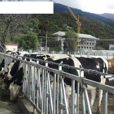 Fin OEM Équipement de la ferme laitière Augmentation du temps de couche avec des écuries sans vache unique