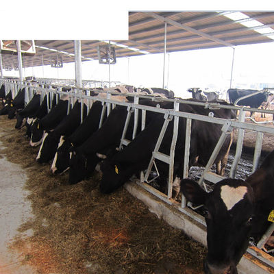 Fin OEM Équipement de la ferme laitière Augmentation du temps de couche avec des écuries sans vache unique
